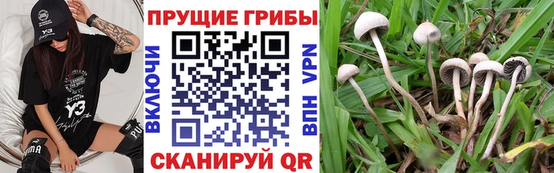 Псилоцибиновые грибы Psilocybe  Купить закладки  Гвардейск 